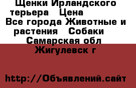 Щенки Ирландского терьера › Цена ­ 30 000 - Все города Животные и растения » Собаки   . Самарская обл.,Жигулевск г.